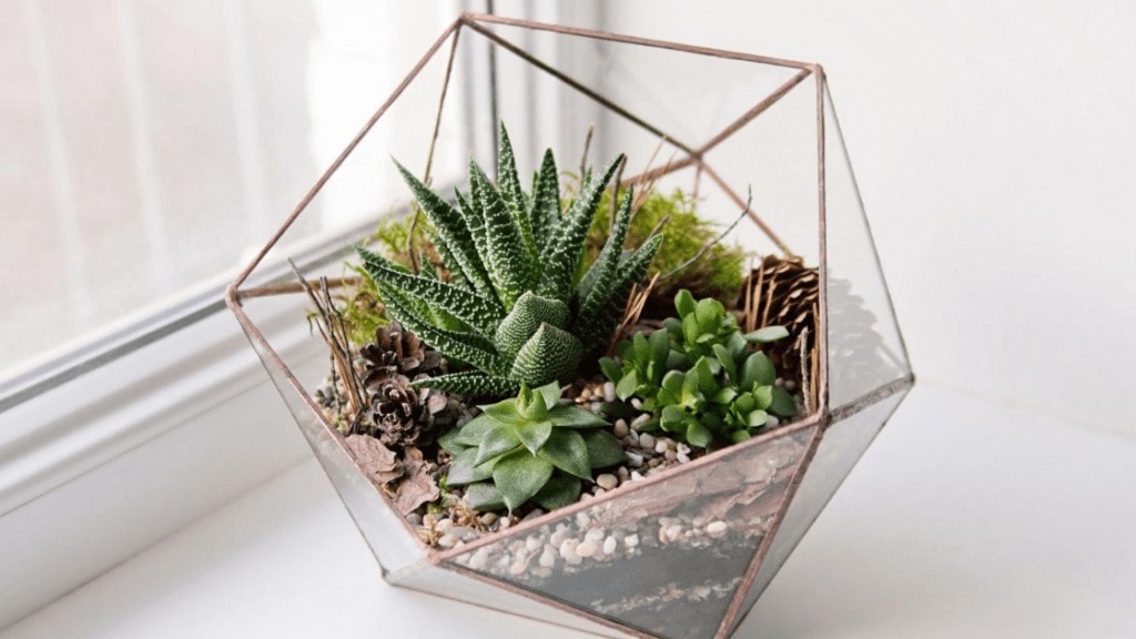 THE Kit DIY Terrarium Kit All You Need is the Container 