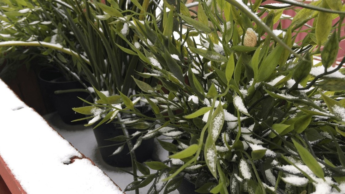 winter caring for plants