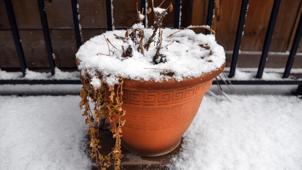 winter caring for plants