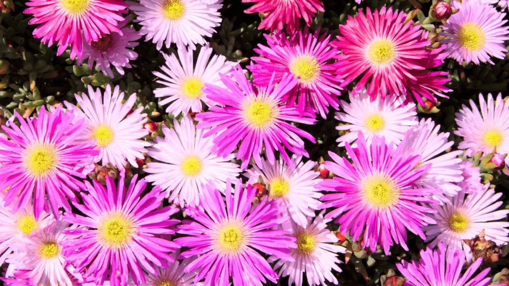 Multi colored Ice Plant Flowers. 