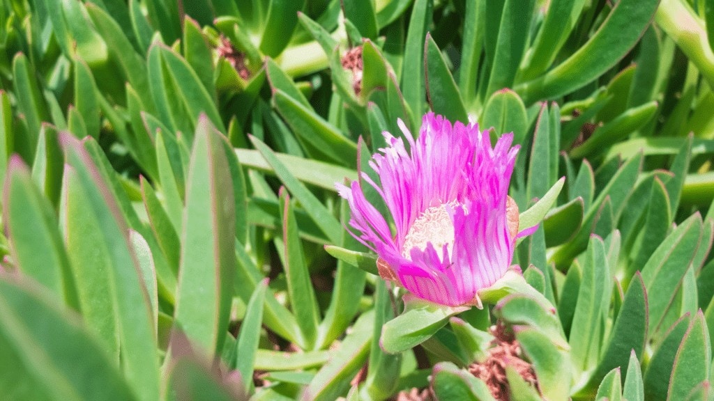 Pink Ice plant flower, close up. 