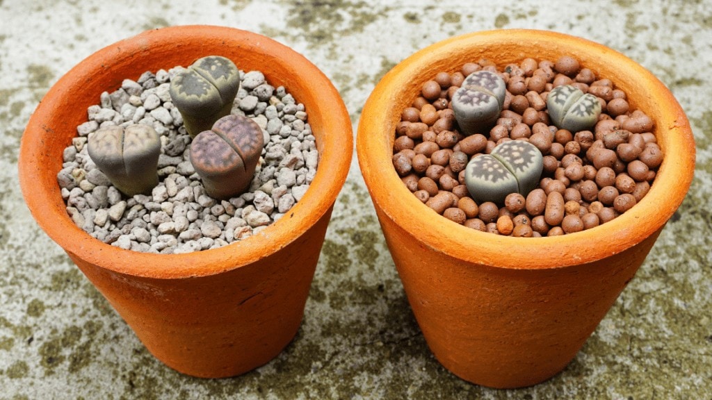 Living Stone Plants in Pots 