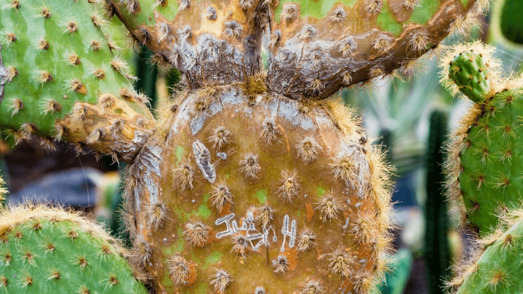 Mealybug on cactus