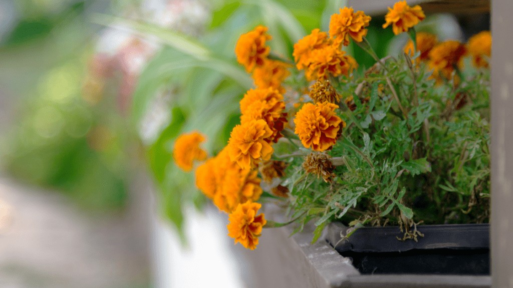 Potted Marigolds