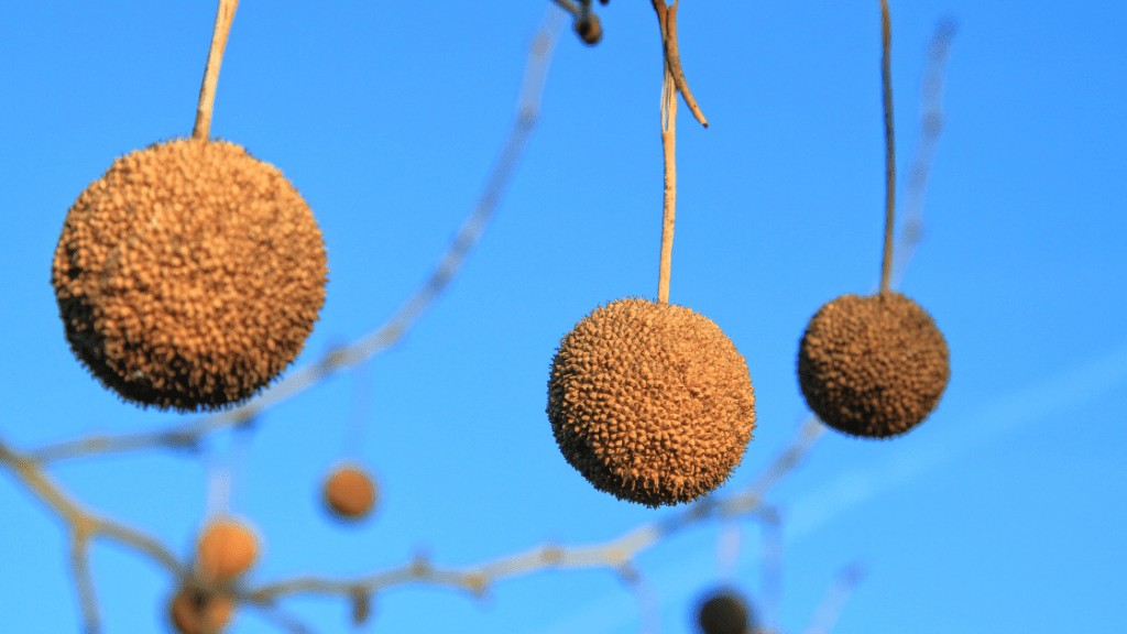 Sycamore Seed Pods