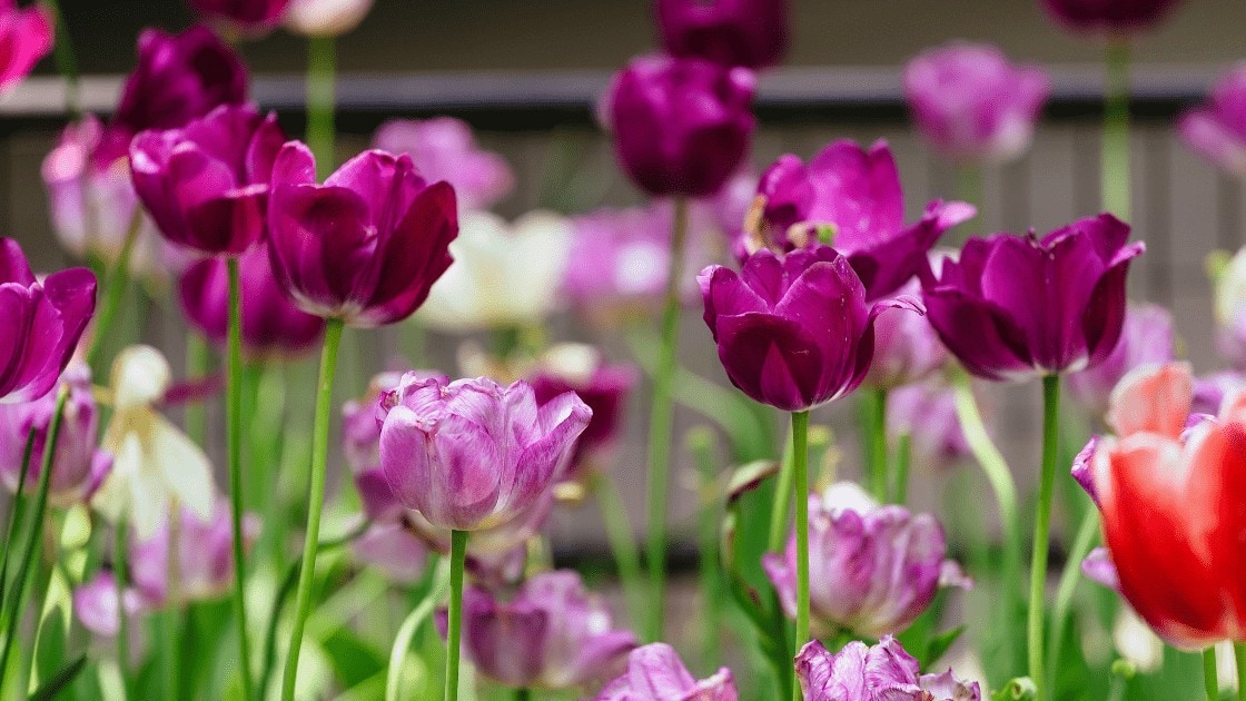 Tulip perennials
