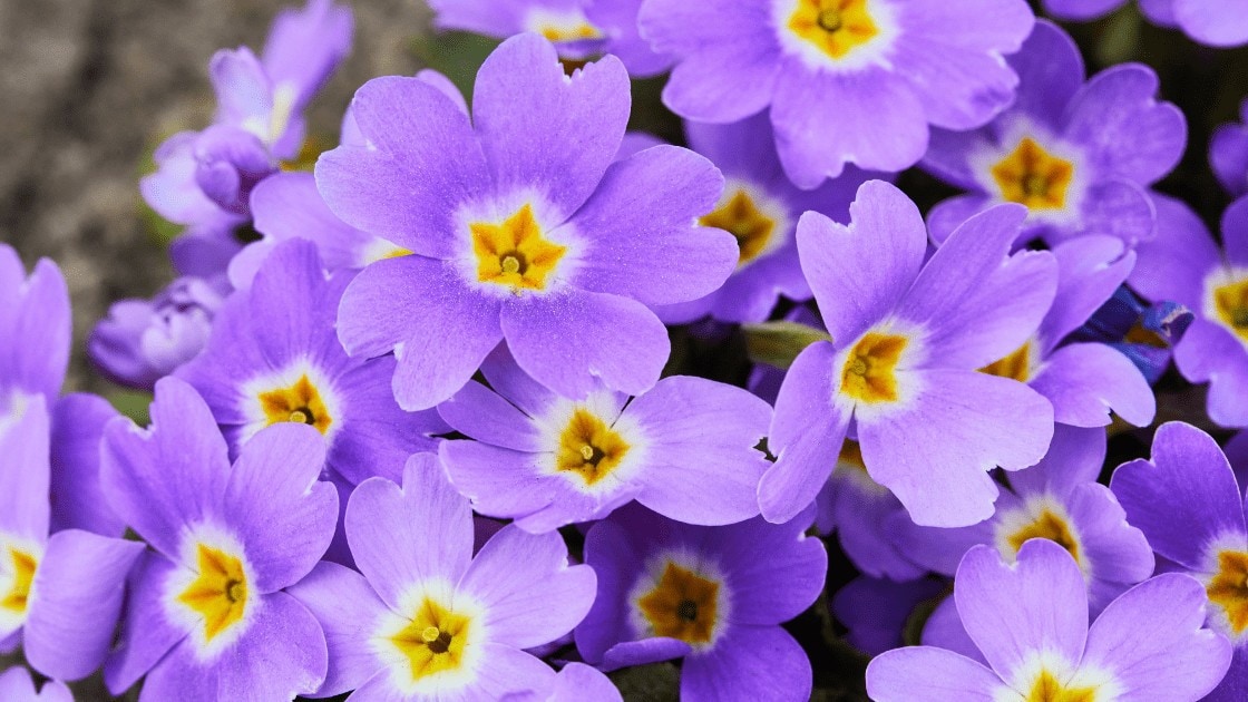 Violet Primula vulgaris