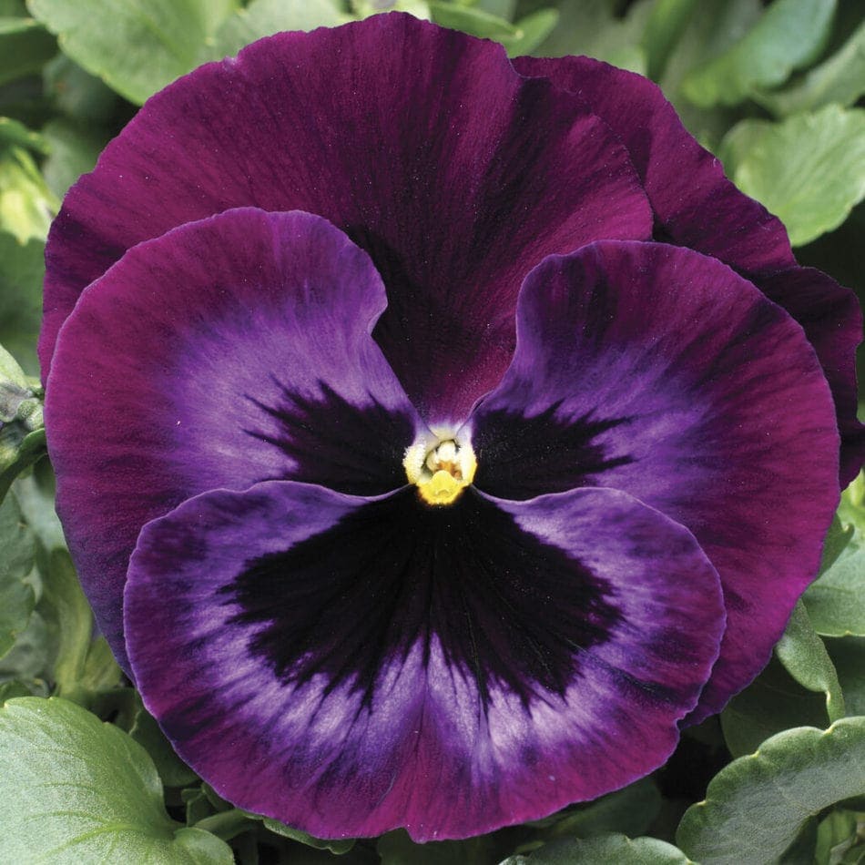 'Colossus Neon Violet' (Viola x Wittrockiana)