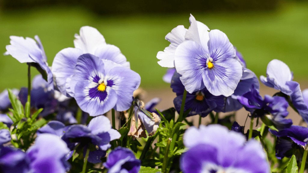 'Frizzle Sizzle Blue' (Viola x Wittrockiana)