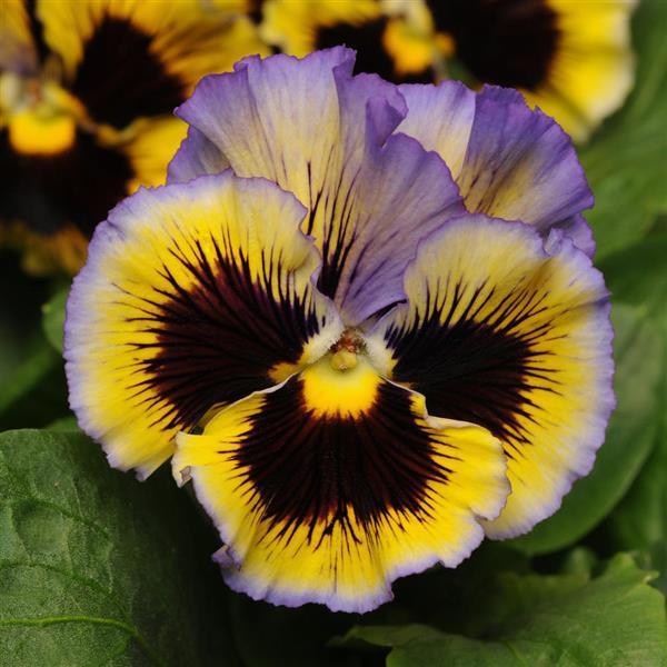 'Frizzle Sizzle Yellow-Blue Swirl' (Viola x Wittrockiana)