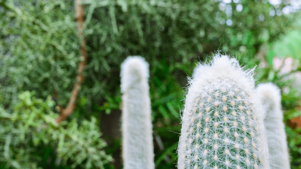 Opuntia snow cactus 