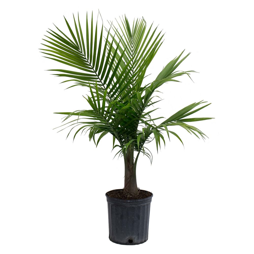 Live Majesty Palm Plant in 10" Grower Pot