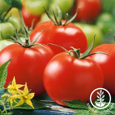 Tomato Seeds - Stupice