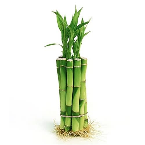Individual Bamboo Sticks 6"