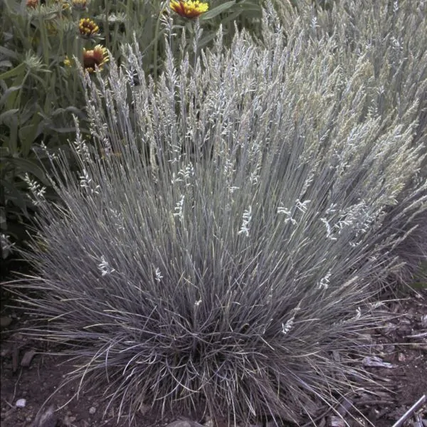 Boulder Blue Fescue Grass