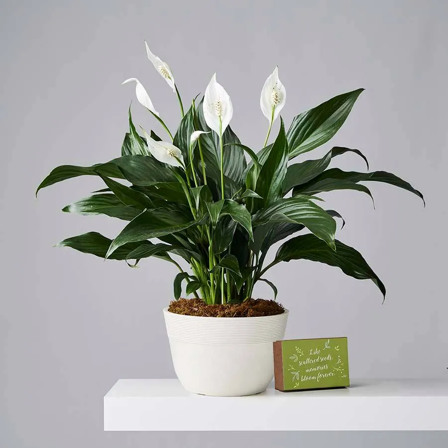 Sympathy Peace Lily Plant (Spathiphyllum)$69.99